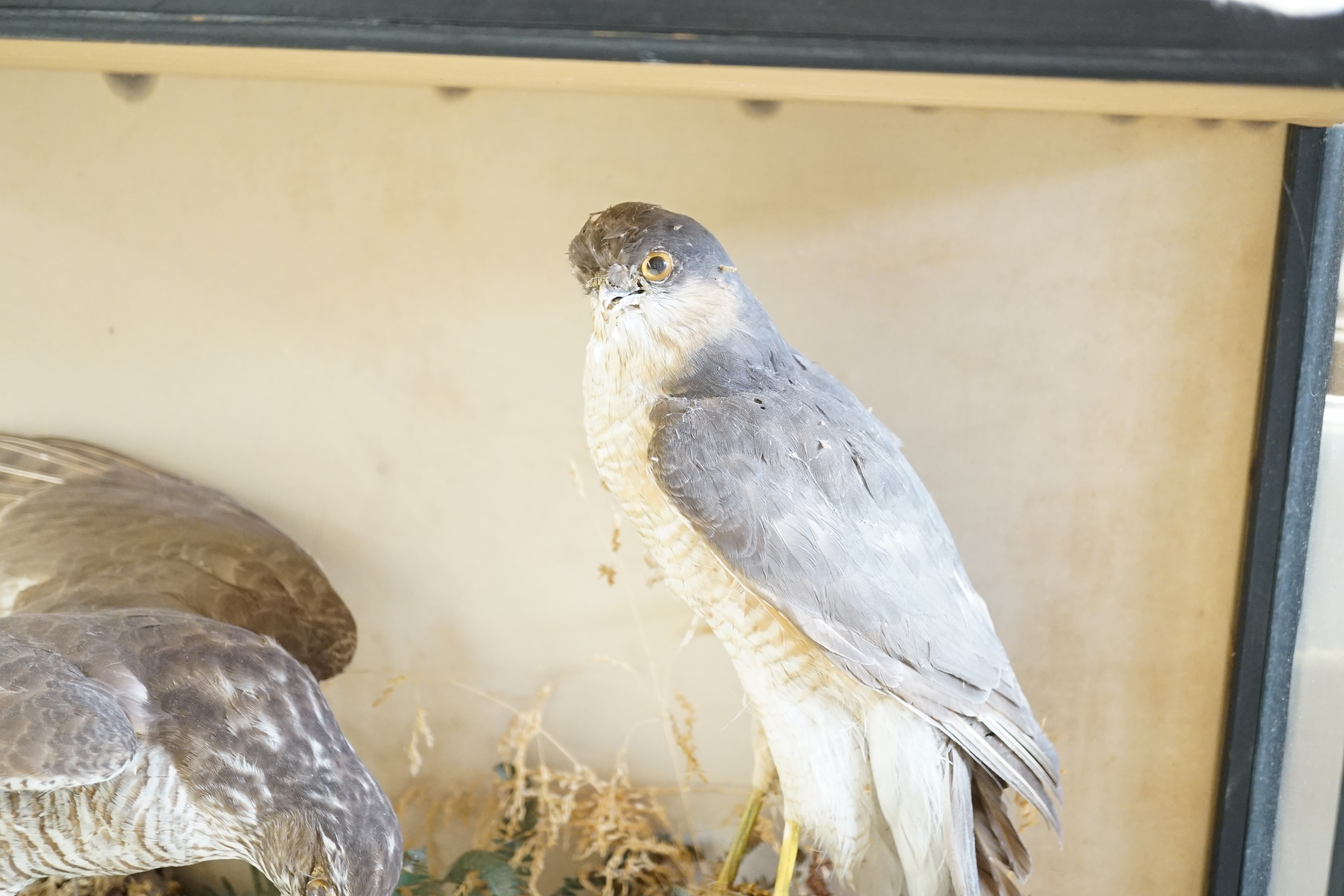 A taxidermist sparrowhawk and chaffinch